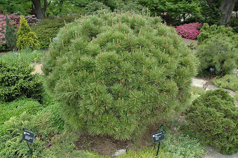 Globe Japanese Red Pine (Pinus densiflora 'Globosa') at Hicks Nurseries
