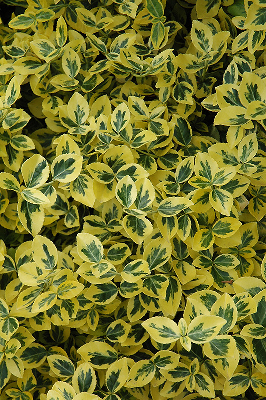 Emerald 'n' Gold Wintercreeper (Euonymus fortunei 'Emerald 'n' Gold') at Hicks Nurseries