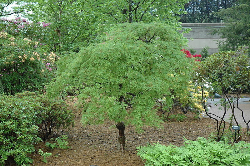 Cutleaf Japanese Maple (Acer palmatum 'Dissectum') at Hicks Nurseries
