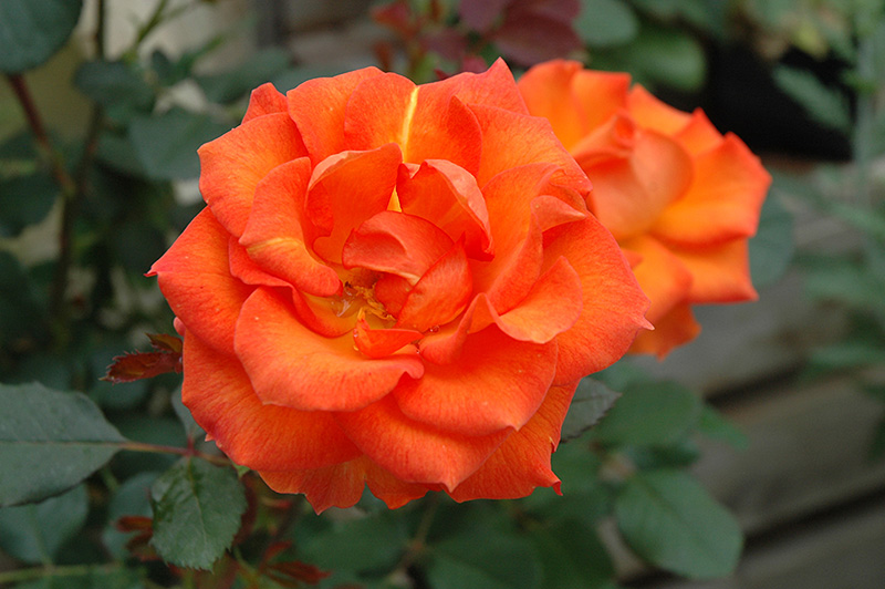 Gingersnap Rose (Rosa 'Gingersnap') at Hicks Nurseries