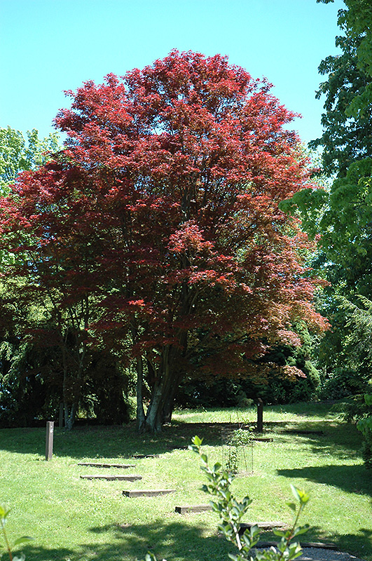 Purple-Leaf Japanese Maple (Acer palmatum 'Atropurpureum') at Hicks Nurseries