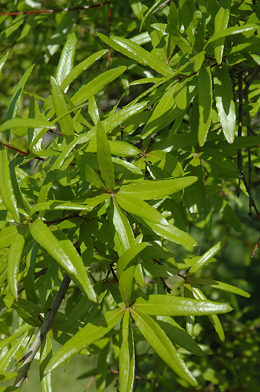 Willow Oak (Quercus phellos) at Hicks Nurseries