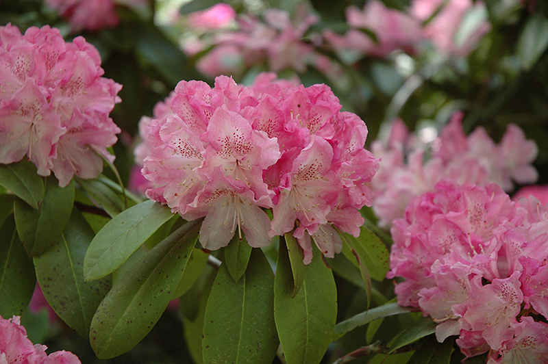 Holden Rhododendron (Rhododendron 'Holden') at Hicks Nurseries