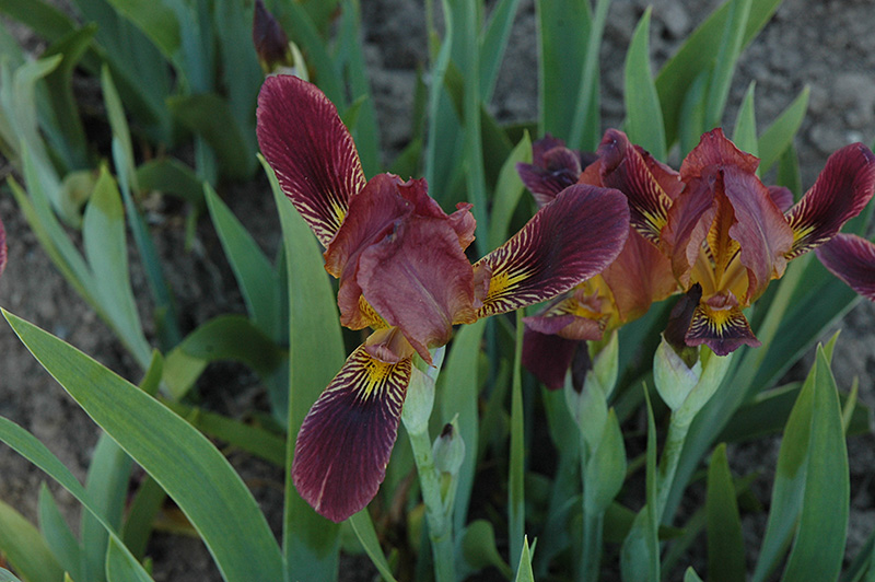 Dingy Flag Iris (Iris lurida) at Hicks Nurseries