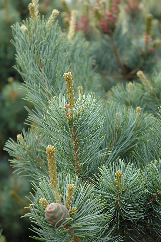 Gimborn's Ideal Japanese White Pine (Pinus parviflora 'Gimborn's Ideal') at Hicks Nurseries