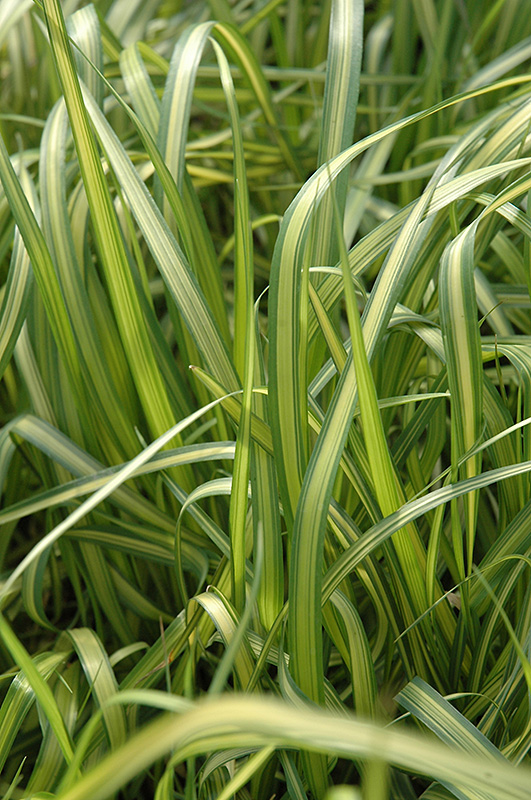 El Dorado Feather Reed Grass (Calamagrostis x acutiflora 'El Dorado') at Hicks Nurseries