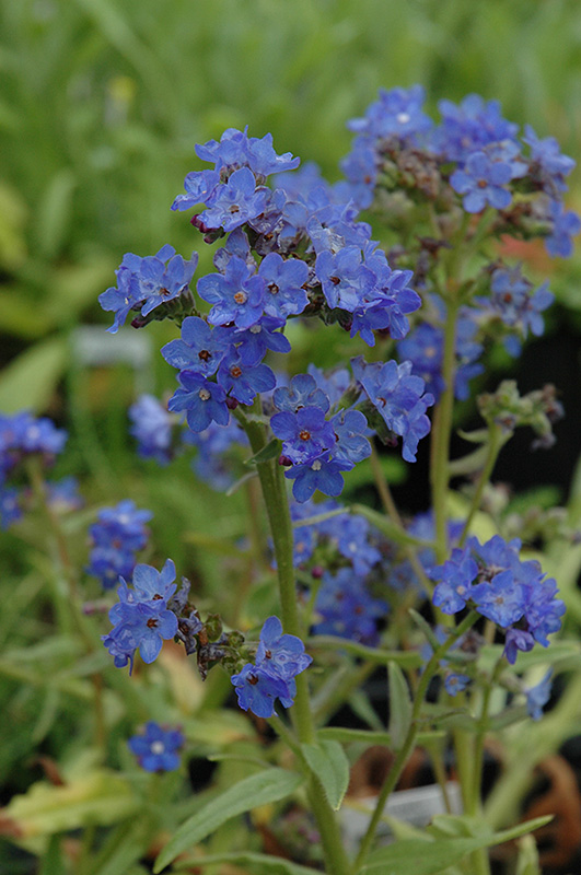 Blue Angel Summer Forget-Me-Not (Anchusa capensis 'Blue Angel') at Hicks Nurseries