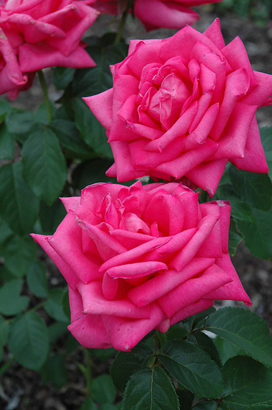 Miss All American Beauty Rose (Rosa 'Miss All American Beauty') at Hicks Nurseries