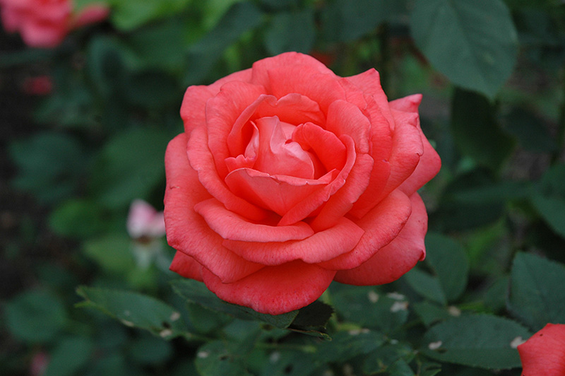 Tropicana Rose (Rosa 'Tropicana') at Hicks Nurseries