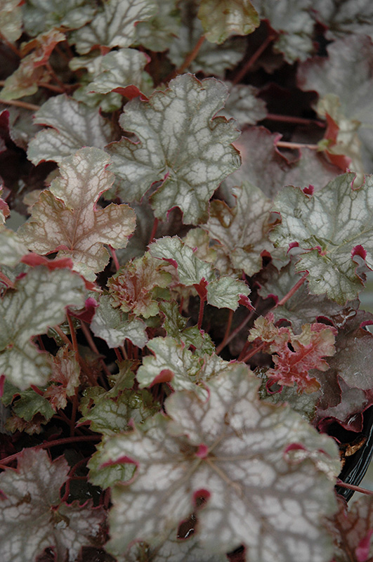Can Can Coral Bells (Heuchera 'Can Can') at Hicks Nurseries