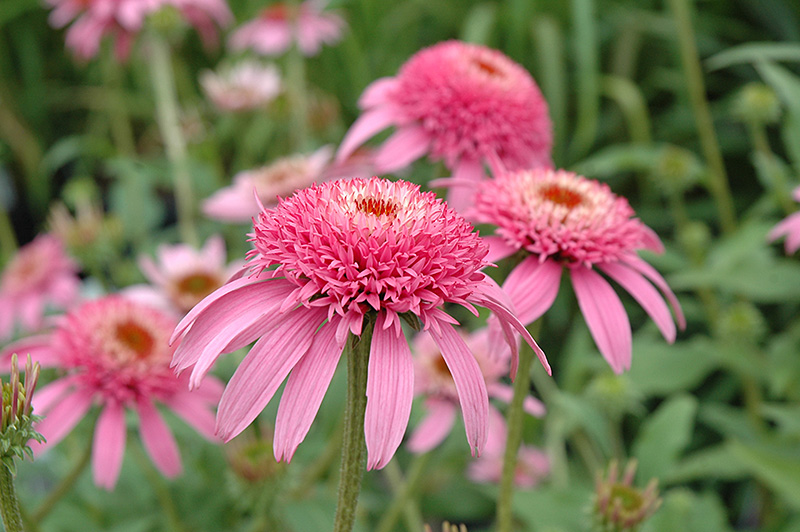 Cone-fections Pink Double Delight Coneflower (Echinacea purpurea 'Pink Double Delight') at Hicks Nurseries