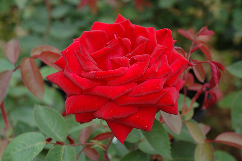 Kashmir Rose (Rosa 'Kashmir') at Hicks Nurseries