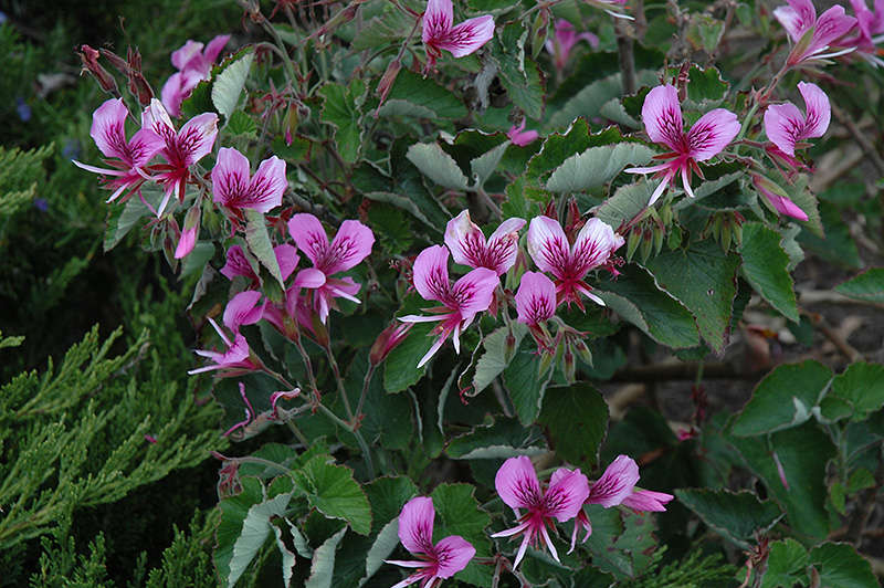 Heartleaf Geranium (Pelargonium cordifolium) at Hicks Nurseries