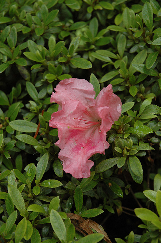 Gumpo Pink Azalea (Rhododendron 'Gumpo Pink') at Hicks Nurseries