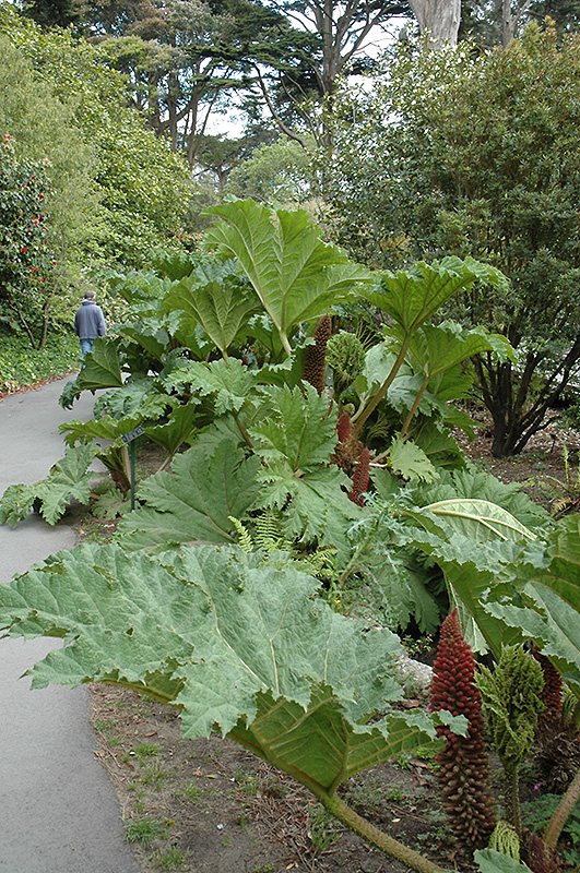 Giant Rhubarb (Gunnera tinctoria) at Hicks Nurseries