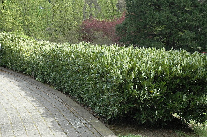 Schipka Cherry Laurel (Prunus laurocerasus 'Schipkaensis') in Long