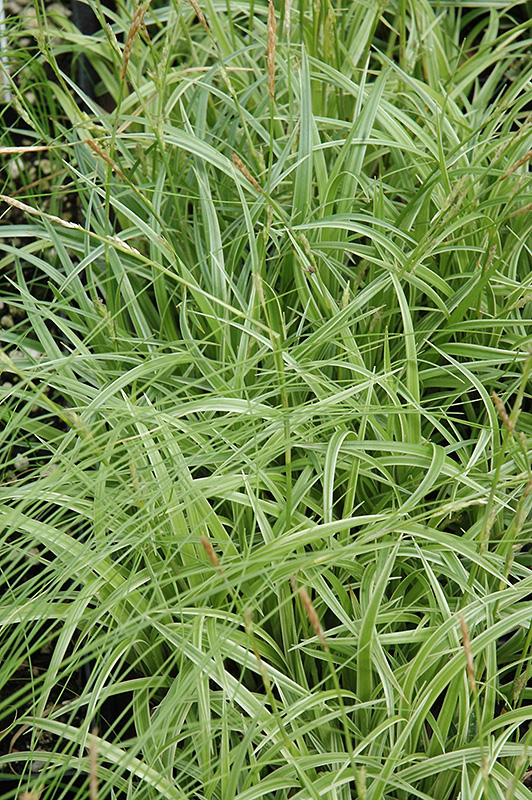Silver Sceptre Variegated Japanese Sedge (Carex morrowii 'Silver Sceptre') at Hicks Nurseries