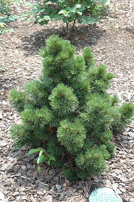Irish Bell Bosnian Pine (Pinus heldreichii 'Irish Bell') at Hicks Nurseries