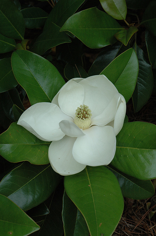 Edith Bogue Magnolia (Magnolia grandiflora 'Edith Bogue') at Hicks Nurseries
