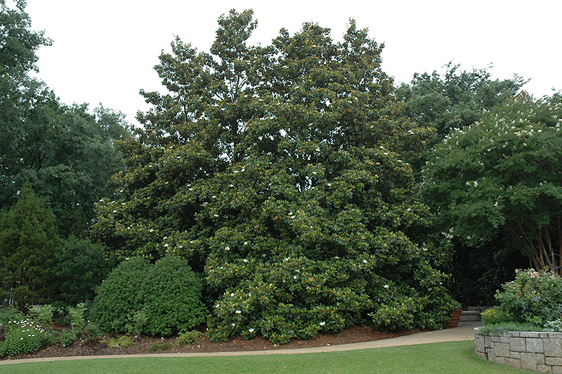 Edith Bogue Magnolia (Magnolia grandiflora 'Edith Bogue') at Hicks Nurseries