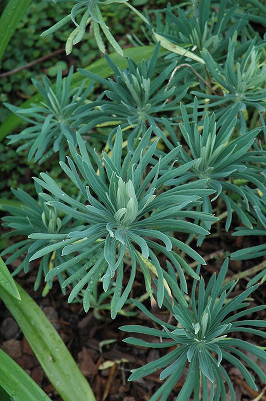 Mediterranean Spurge (Euphorbia characias) at Hicks Nurseries