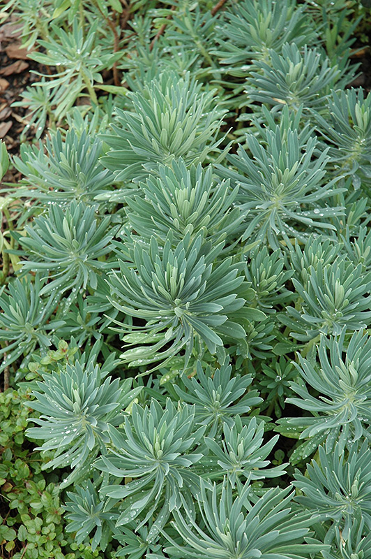 Mediterranean Spurge (Euphorbia characias) at Hicks Nurseries