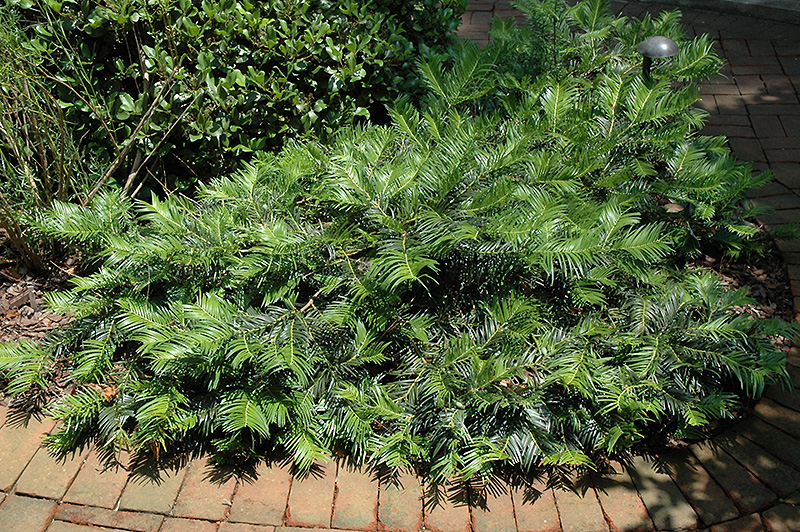 Creeping Plum Yew (Cephalotaxus harringtonia 'var. prostrata') at Hicks Nurseries
