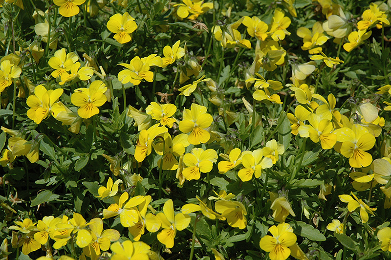 Endurio Pure Yellow Pansy (Viola cornuta 'Endurio Pure Yellow') at Hicks Nurseries