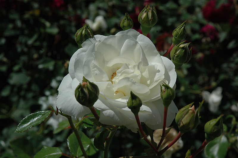 White Dawn Rose (Rosa 'White Dawn') at Hicks Nurseries