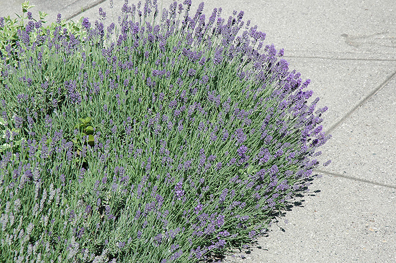 Munstead Lavender (Lavandula angustifolia 'Munstead') at Hicks Nurseries