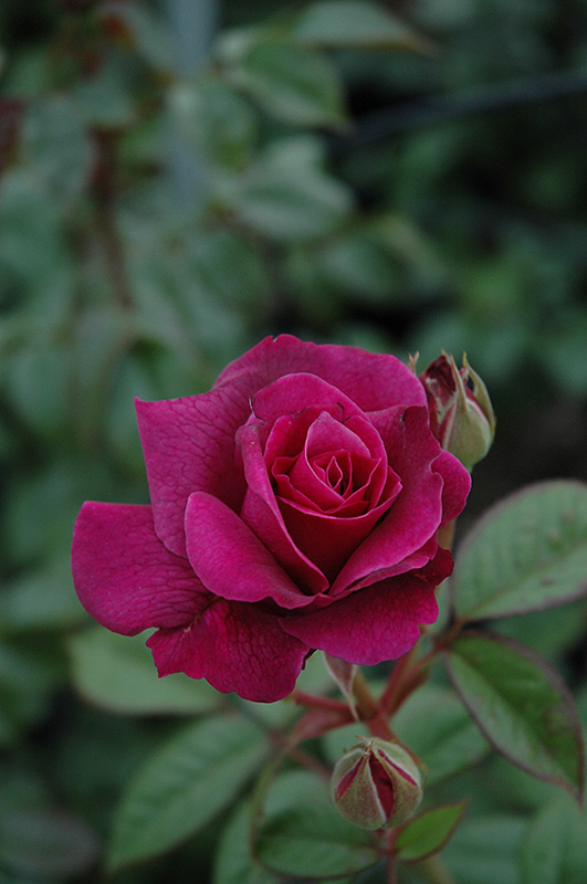 Intrigue Rose (Rosa 'Intrigue') at Hicks Nurseries
