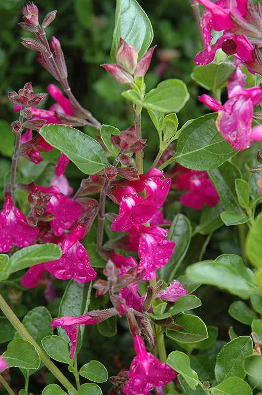 Orchid Glow Salvia (Salvia 'Orchid Glow') at Hicks Nurseries