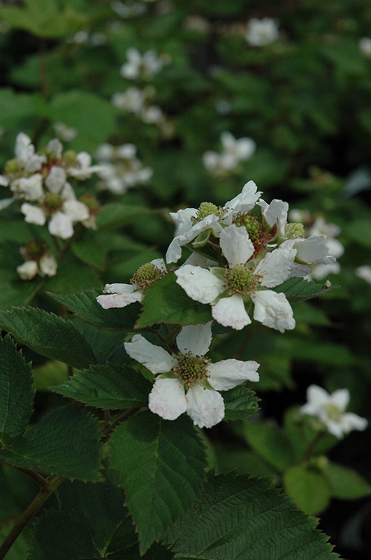 Triple Crown Blackberry (Rubus allegheniensis 'Triple Crown') at Hicks Nurseries