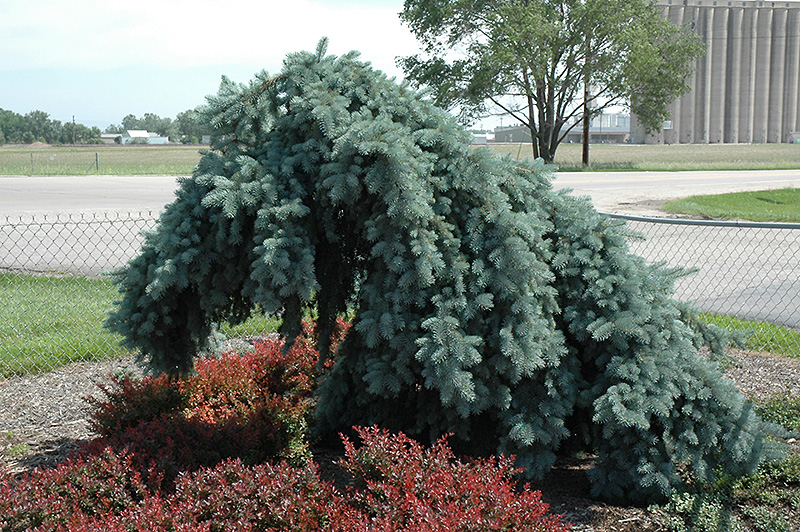 Weeping Blue Spruce (Picea pungens 'Pendula (tree form)') at Hicks Nurseries