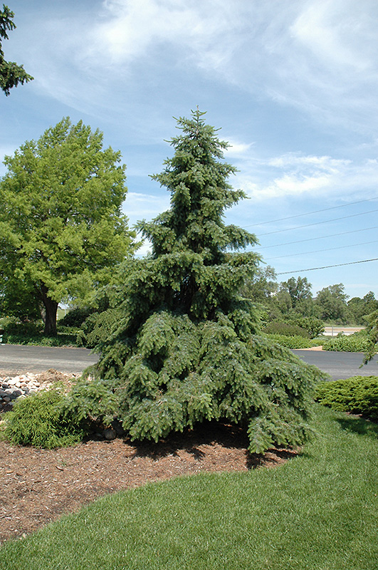 Weeping Serbian Spruce (Picea omorika 'Pendula') at Hicks Nurseries