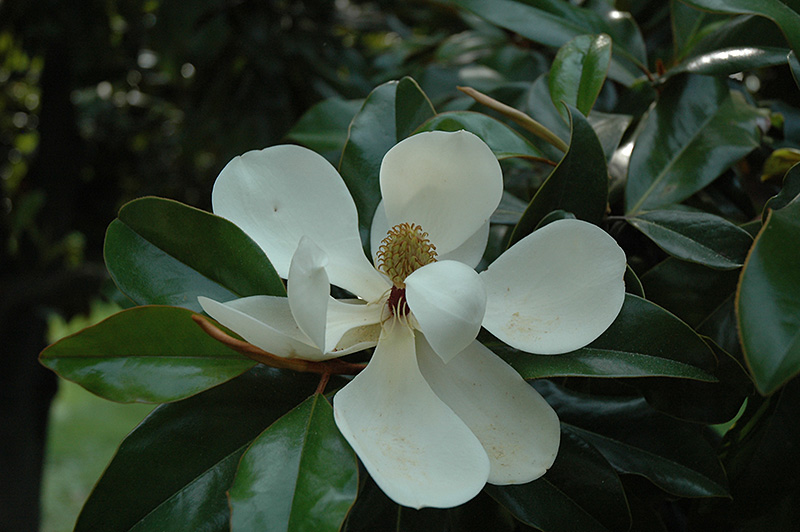 Southern Magnolia (Magnolia grandiflora) in Long Island Westbury Nassau