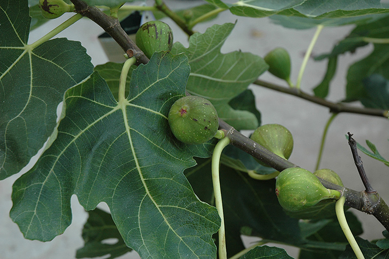 Mission Fig (Ficus carica 'Mission') at Hicks Nurseries