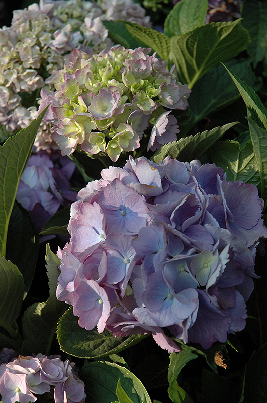 Forever And Ever Hydrangea (Hydrangea macrophylla 'Forever And Ever') at Hicks Nurseries