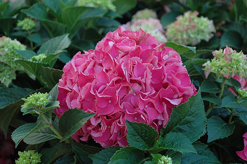 Forever And Ever Red Hydrangea (Hydrangea macrophylla 'Forever And Ever Red') at Hicks Nurseries