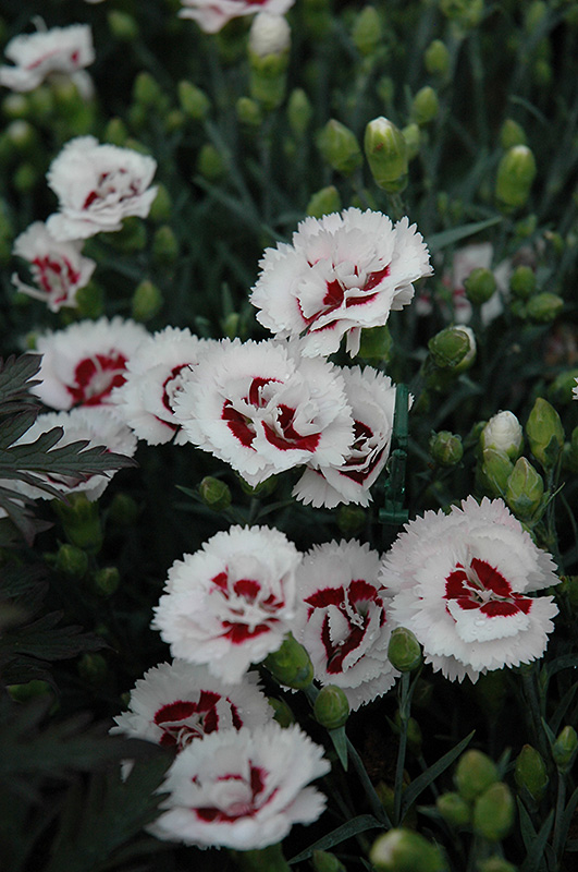 Scent First Coconut Surprise Pinks (Dianthus 'WP05Yves') at Hicks Nurseries