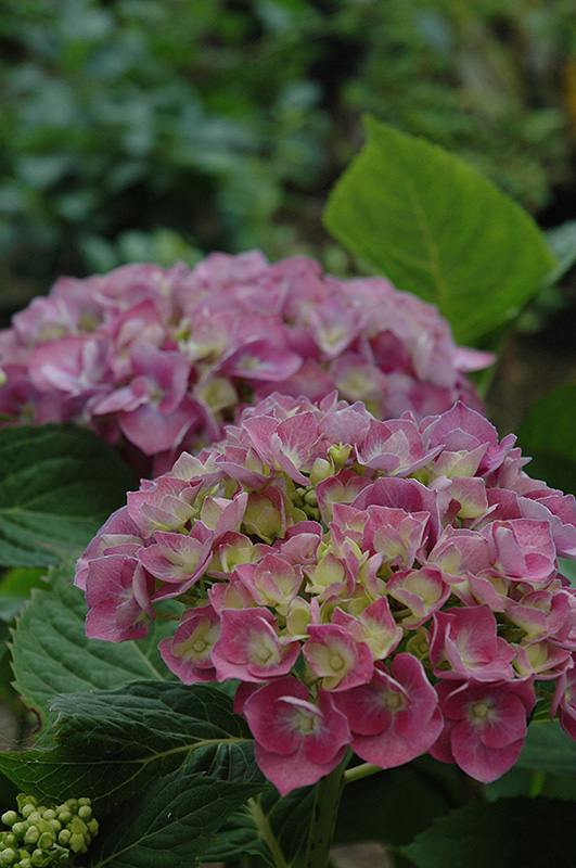 Forever And Ever Blue Heaven Hydrangea (Hydrangea macrophylla 'Forever And Ever Blue Heaven') at Hicks Nurseries