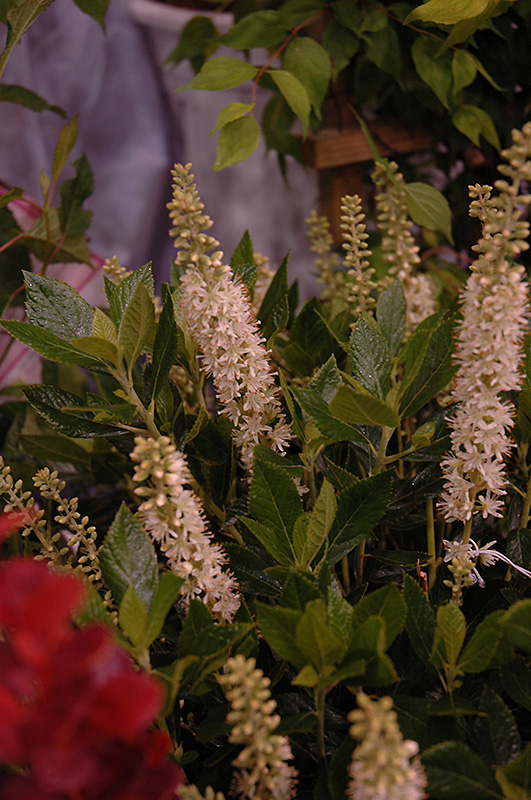 Sixteen Candles Summersweet (Clethra alnifolia 'Sixteen Candles') at Hicks Nurseries