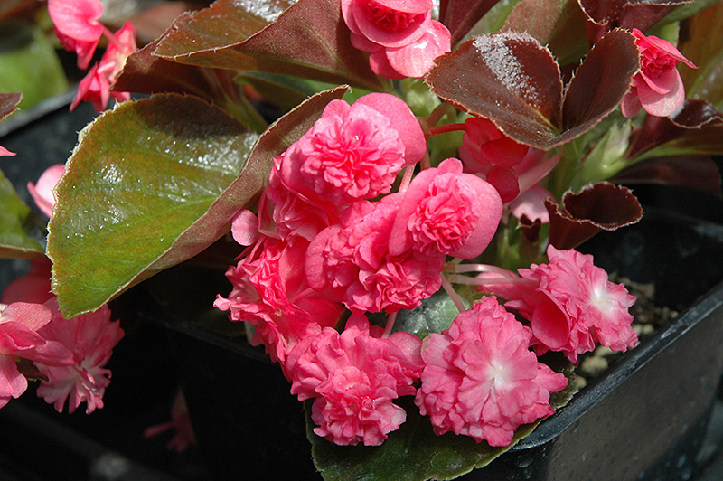 Doublet Rose Begonia (Begonia 'Doublet Rose') at Hicks Nurseries