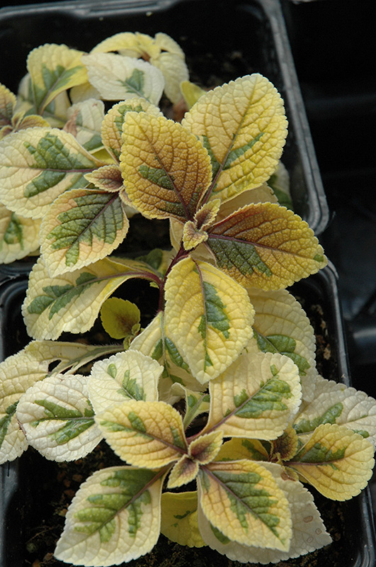 Troy's Gold Swedish Ivy (Plectranthus 'Troy's Gold') at Hicks Nurseries
