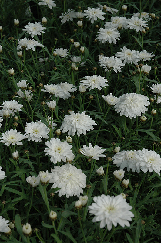 Madeira Double White Marguerite Daisy (Argyranthemum frutescens 'Madeira Double White') at Hicks Nurseries