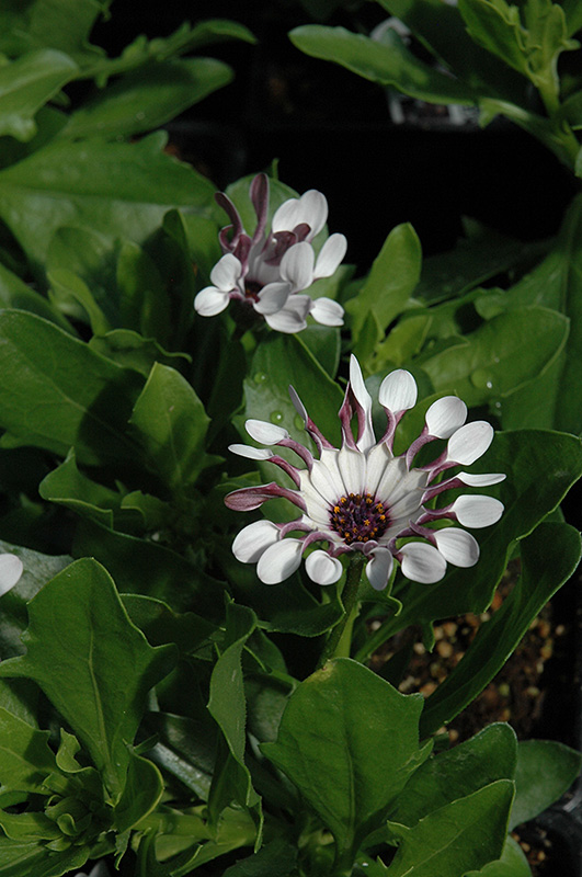 Serenity White Bliss African Daisy (Osteospermum 'Serenity White Bliss') at Hicks Nurseries