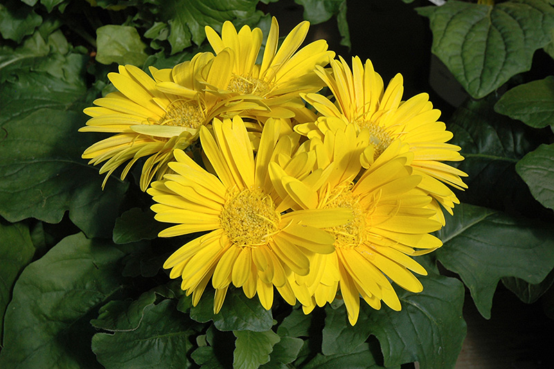 Yellow Gerbera Daisy (Gerbera 'Yellow') at Hicks Nurseries