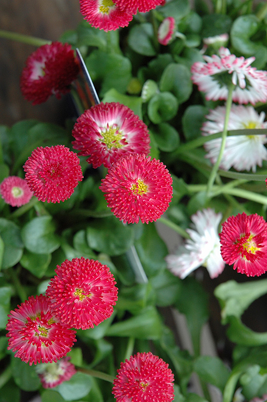 Bellisima Red English Daisy (Bellis perennis 'Bellissima Red') at Hicks Nurseries
