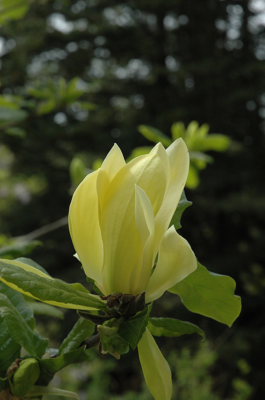 Sunburst Magnolia (Magnolia 'Sunburst') at Hicks Nurseries