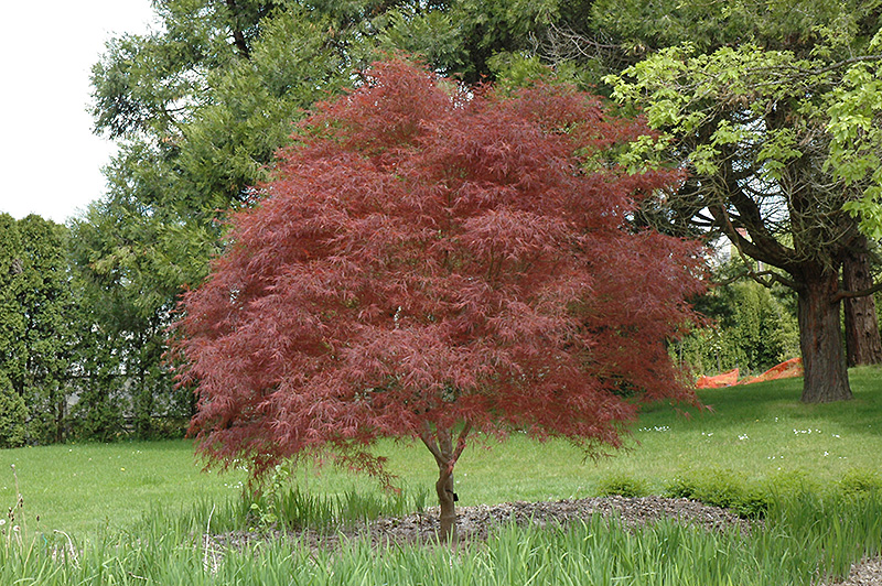 Dwarf Red Pygmy Japanese Maple (Acer palmatum 'Red Pygmy') at Hicks Nurseries